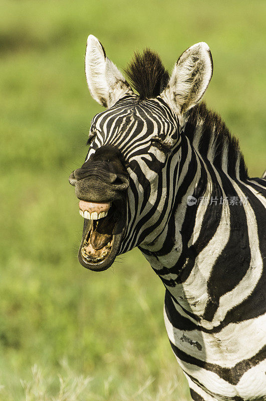 塞伦盖蒂国家公园的平原斑马(Equus quagga，原名Equus burchellii)，也被称为普通斑马或波切尔斑马